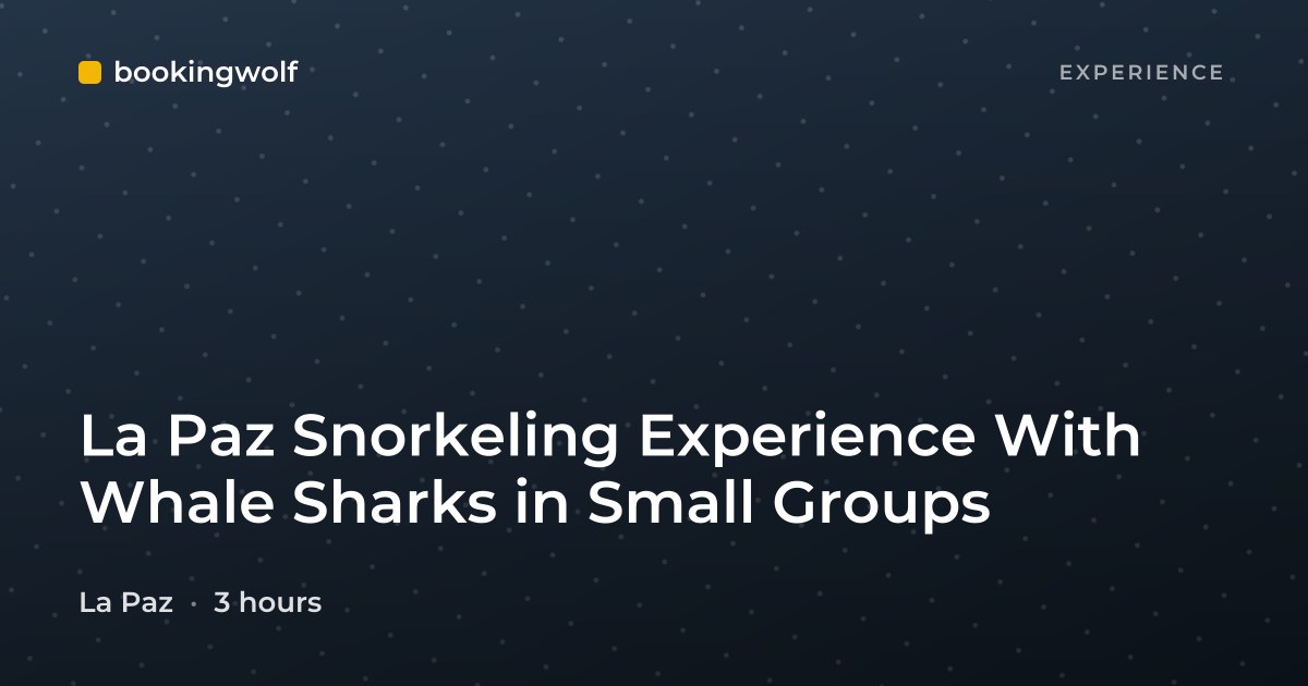 La Paz Snorkeling Experience With Whale Sharks in Small Groups