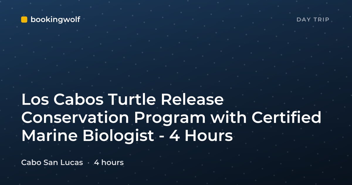 Los Cabos Turtle Release Conservation Program with Certified Marine Biologist - 4 Hours