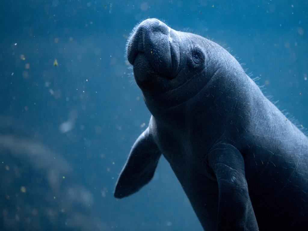 Exclusive Manatee Encounter at Isla Mujeres