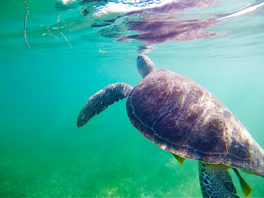 Swim with Turtles in Akumal and discover a Cenote Cavern