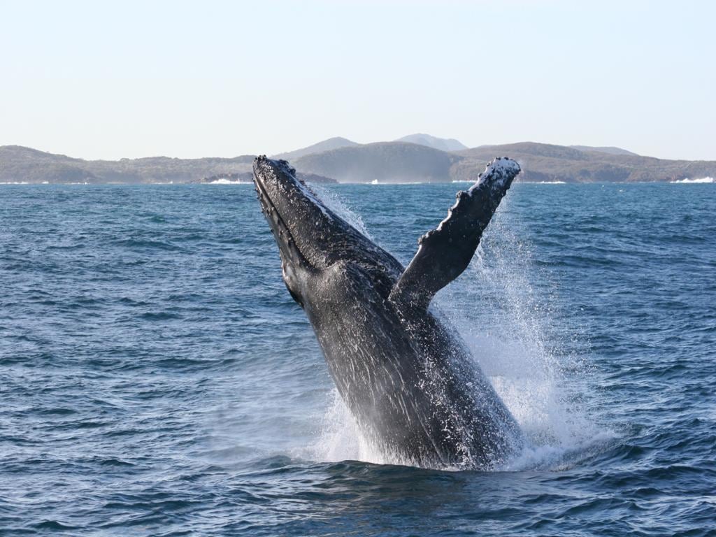 Port Stephens Whale Watching Cruise with Sand Boarding – Full-Day Tour