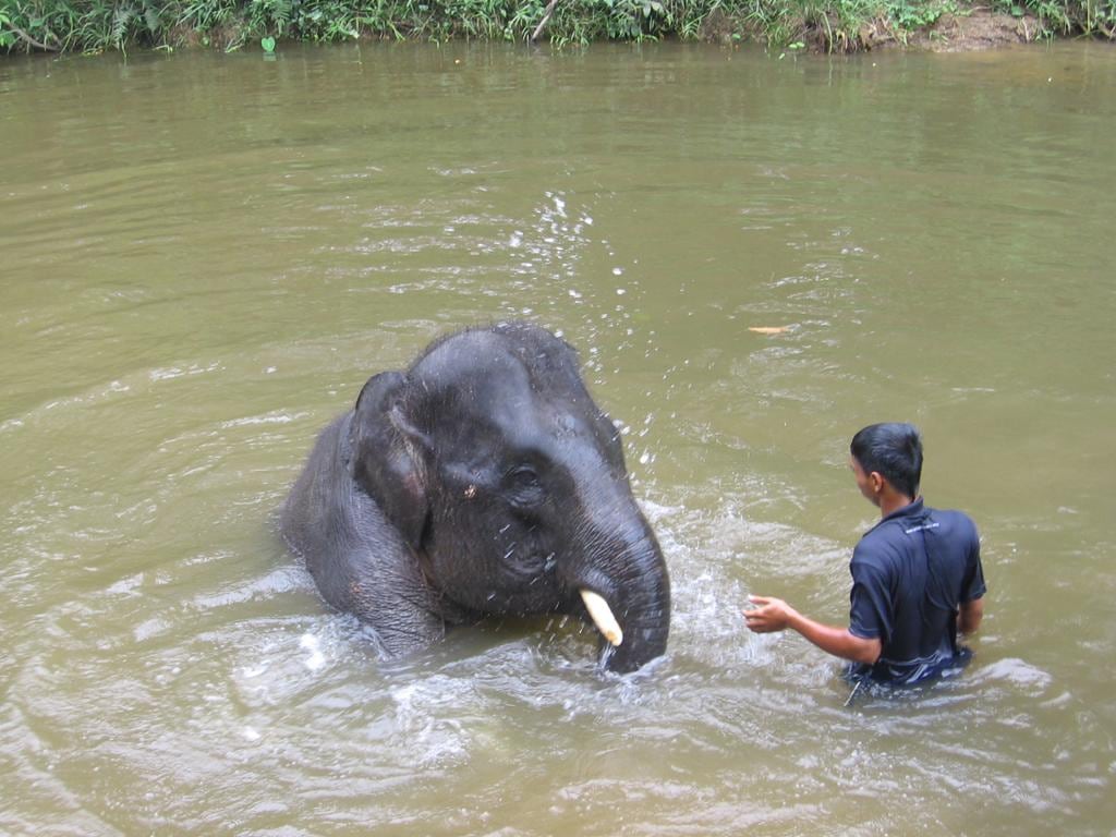 Nursing with Love at an Elephant Sanctuary and Aborigines Village