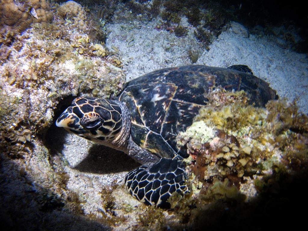 Enjoy Night Snorkeling in Cancun - Private Tour