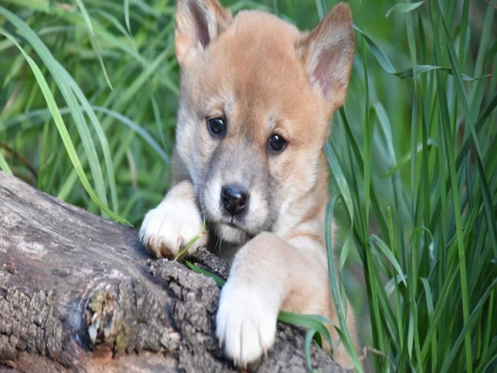 Gorge Wildlife Park General Admission Tickets