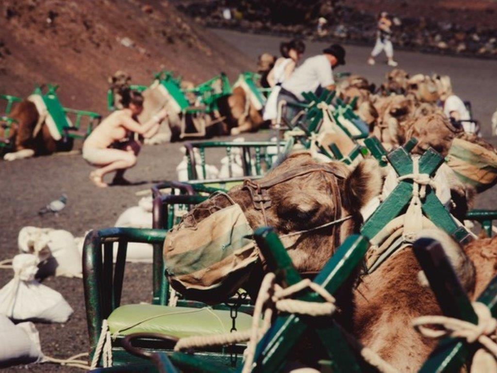 Camel Riding in the Dunes of Maspalomas