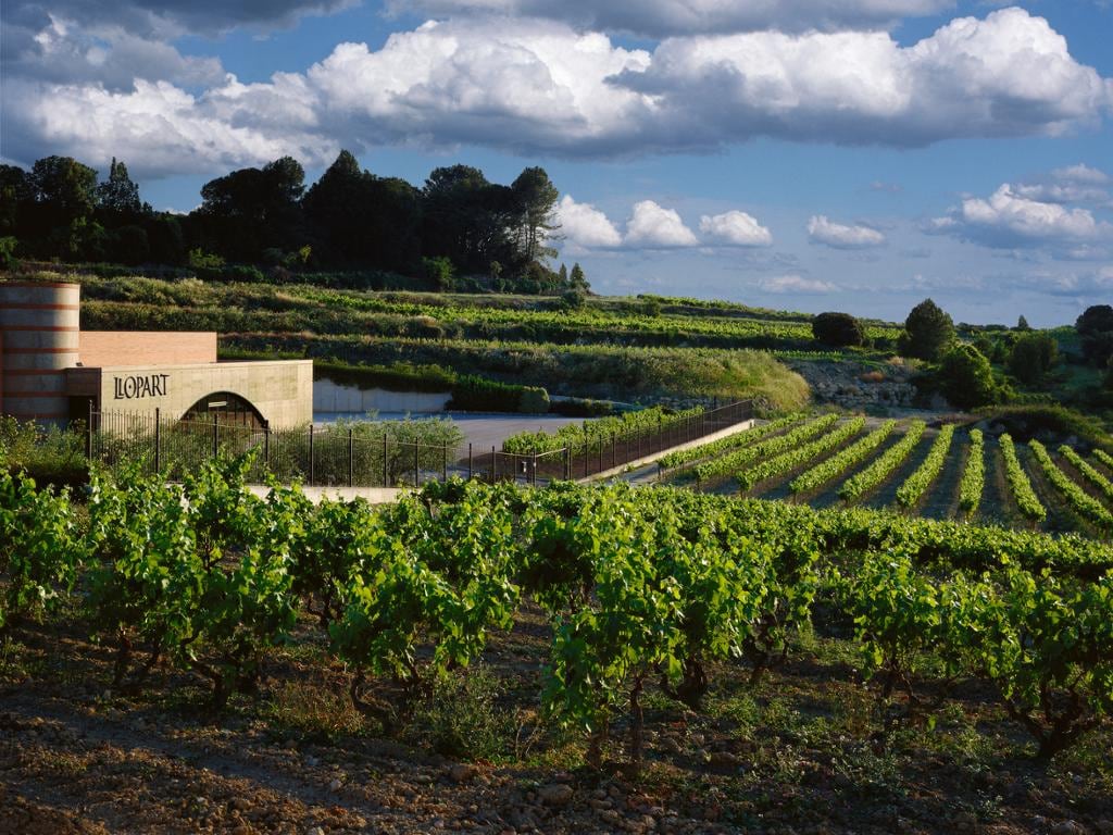 Private Cava and Vineyards Half-Day Tour with Hotel pick-up from Barcelona (HD)