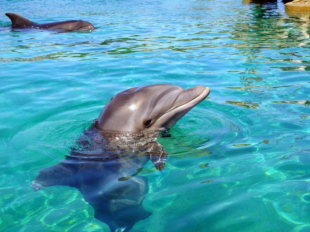 Dolphin Swim Adventure at Aquaventuras Park