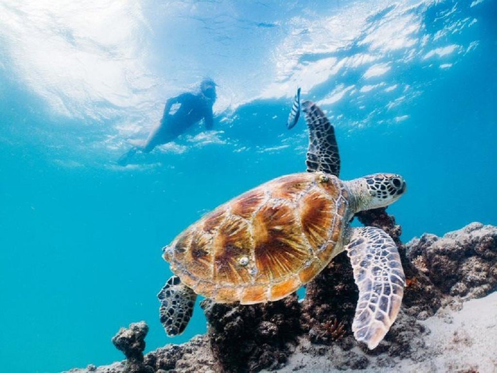 Tangalooma Island Marine Discovery Day Cruise