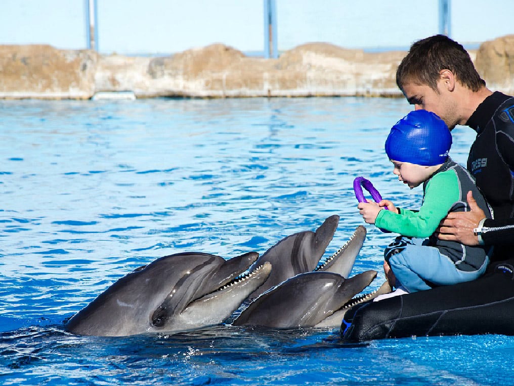 Dolphin Show