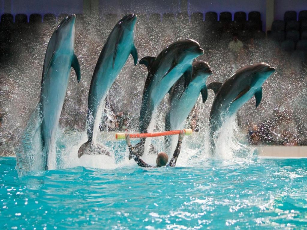 Dubai Dolphinarium Dolphin Show - Ticket with Transfers