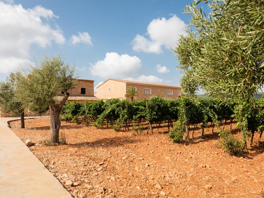 Visit Bodegas Angel with Wine Tasting