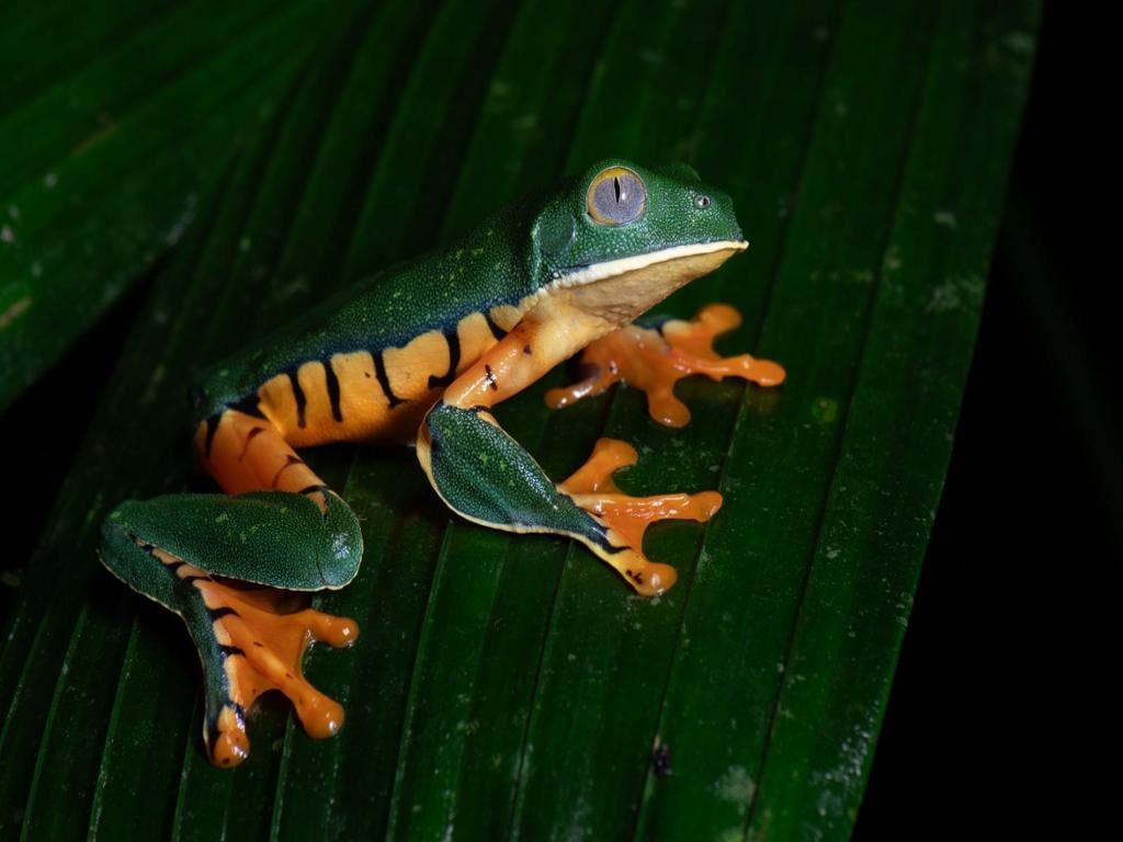 Frog Watching - Night Tour