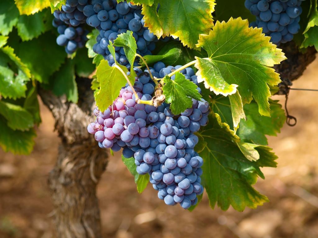 Saint Paul de Vence and Wine Tasting - Private Tour