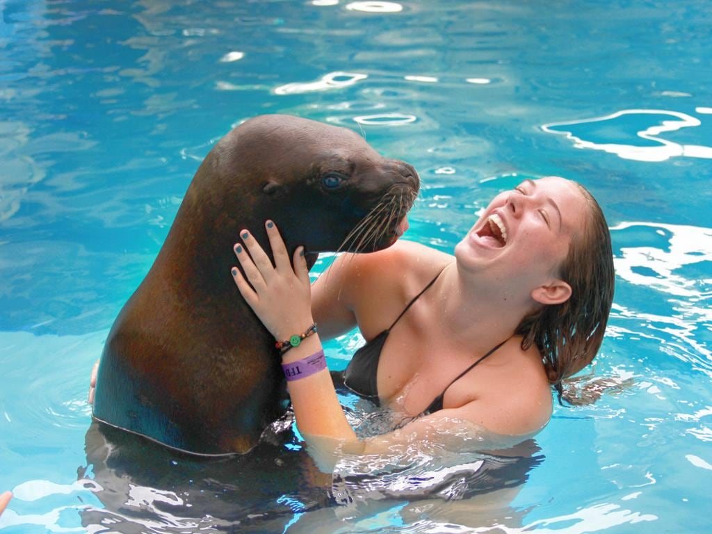 Dolphin Trainer for a Day