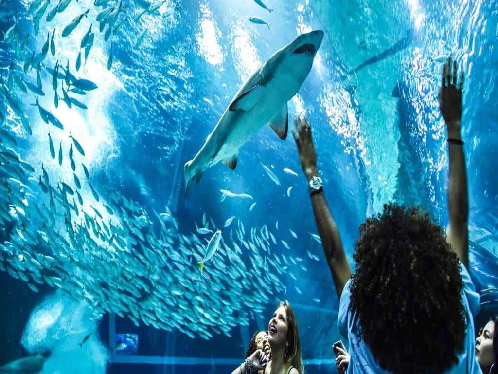 Explore AquaRio aquarium, Museum of Tomorrow and the Olympic Boulevard - Half-Day Tour