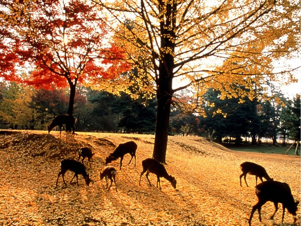 Nara Afternoon Tour: Todai-ji Temple, Nara Park and Kasuga Taisha Shrine