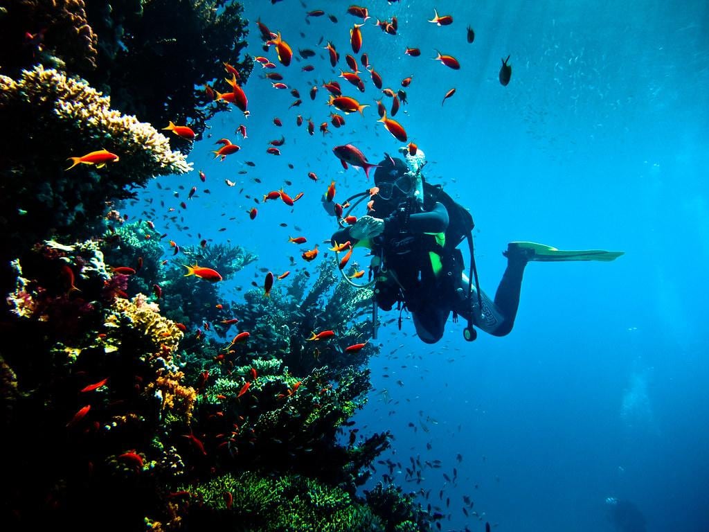Red Sea Diving - Full-Day Tour