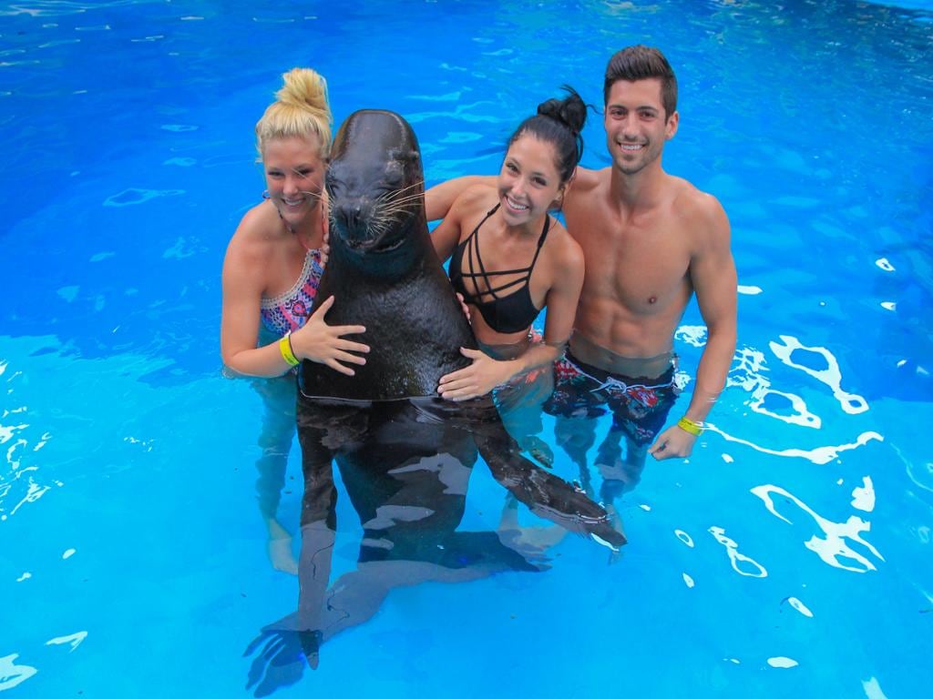 Sea Lion Encounter