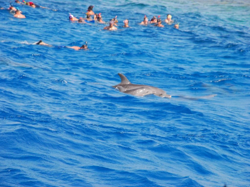 Dolphin House and Snorkling Tour