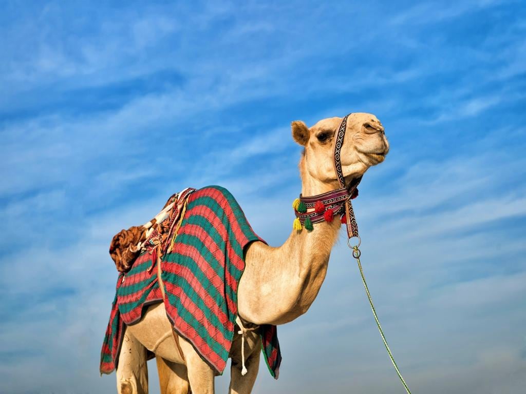 A Taste of Bedouin Culture in Naqb National Park - Half-Day Tour