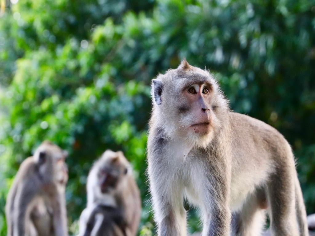 Monkey Island and Mangrove Forest - Full-Day Private Tour