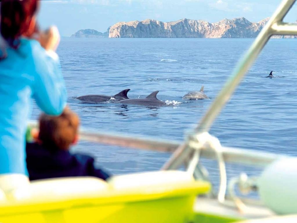 Experience a Sunrise with Dolphins - Early Morning Boat Tour - From Port d’Alcudia