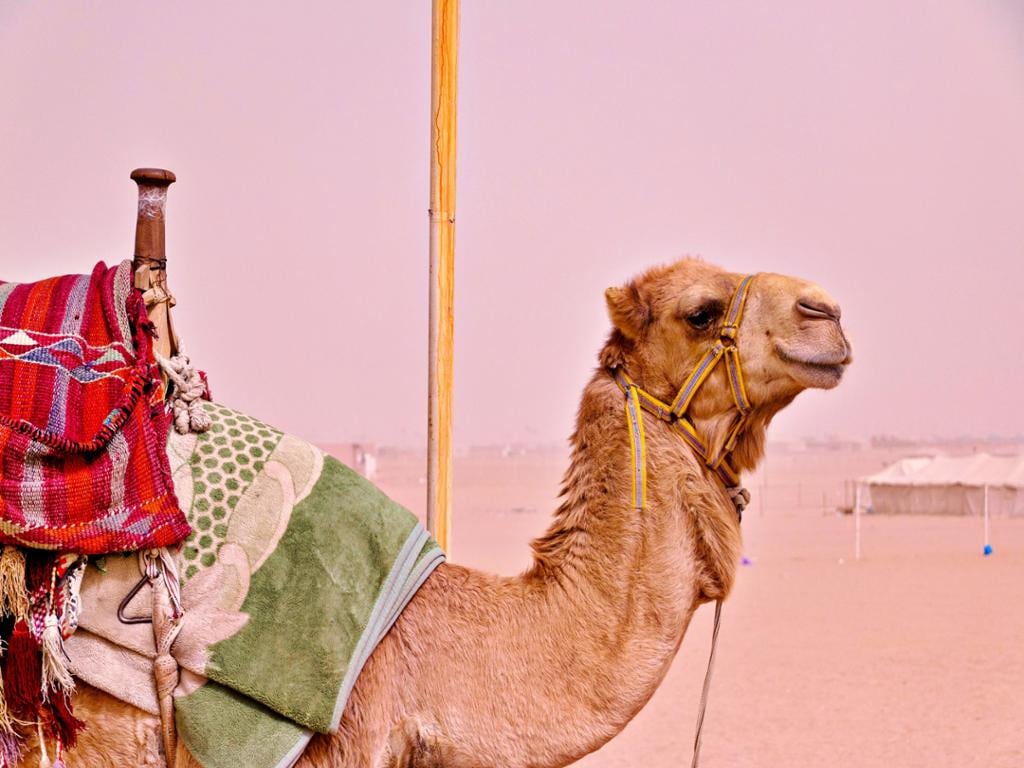 Evening quad bike tour with camel ride & tea in Hurghada