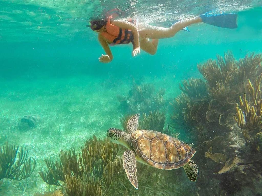 Snorkeling Adventure in Puerto Morelos + Lunch + Shopping Tour with Transportation