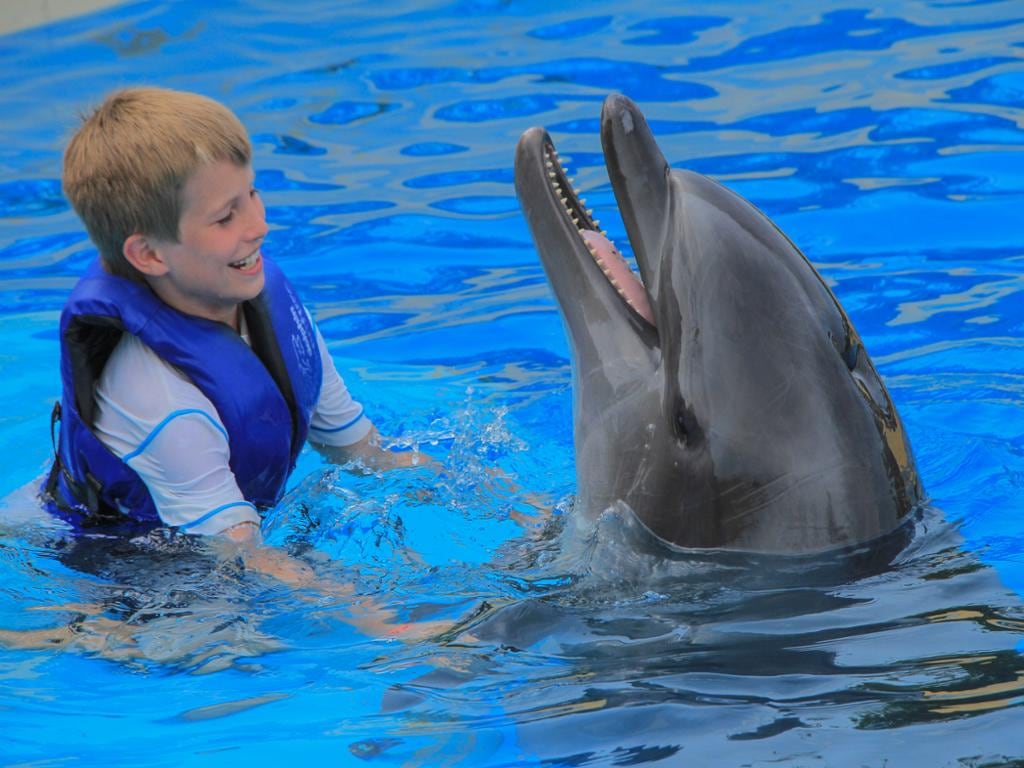 Dolphin Connection