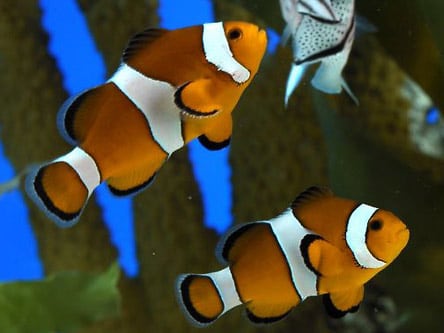 L’Aquàrium de Barcelona - Ticket