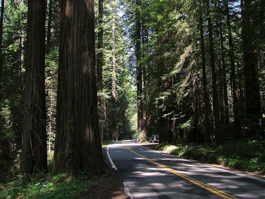 Muir Woods and Sausalito - Private Tour