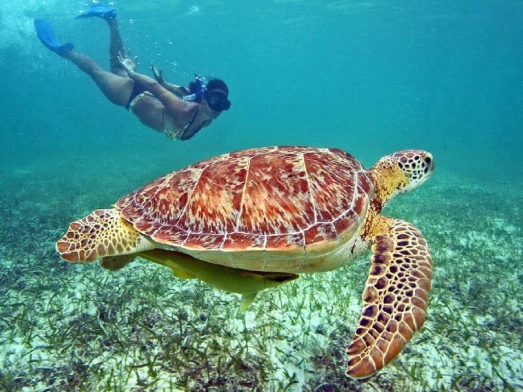 Turtle Island - Full-Day Tour