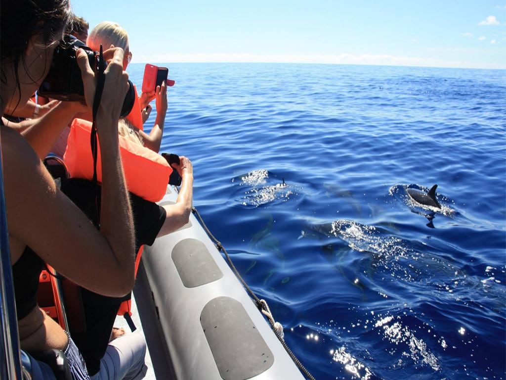Explore Coastline and Dolphins - Small Group Tour from North