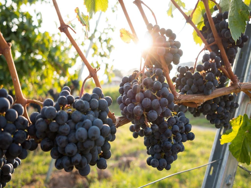 Hunter Valley Wine Tasting Experience with Lunch, Cheese, Chocolate and Vodka - Full-Day Tour
