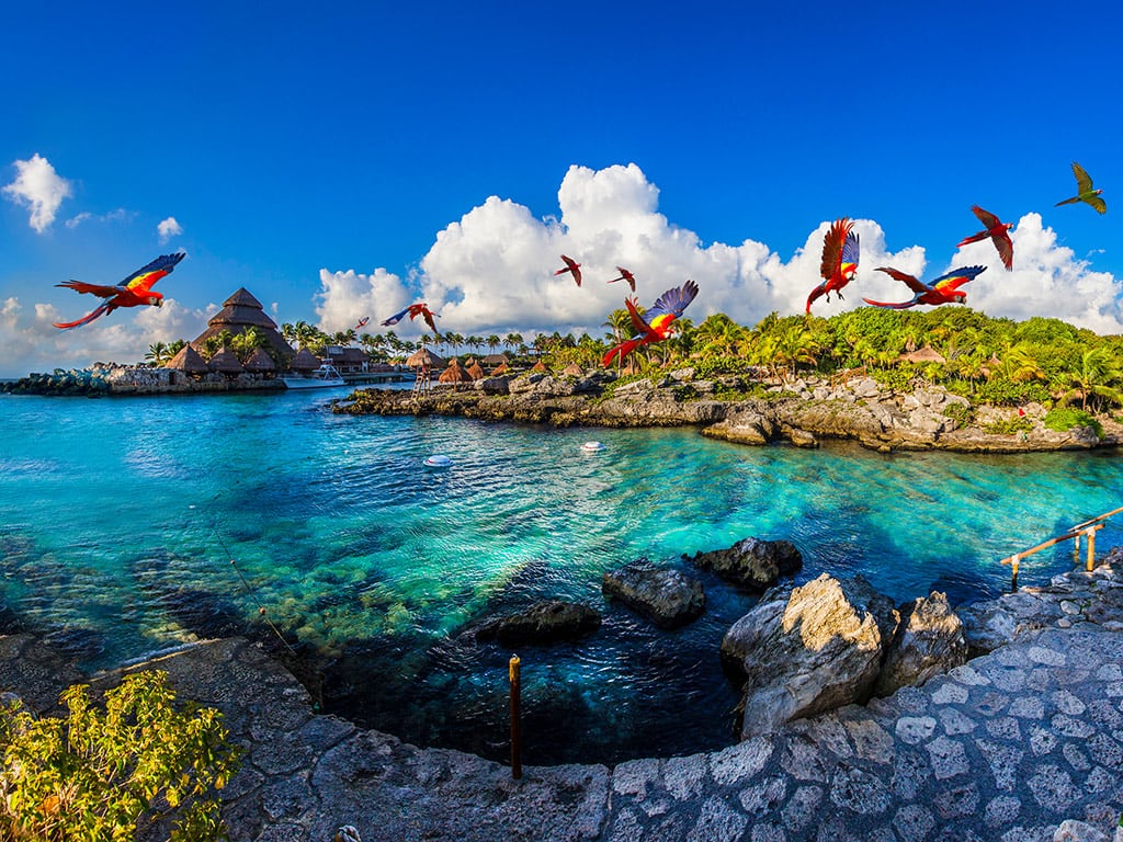 Dolphin Interactive + Xcaret Plus