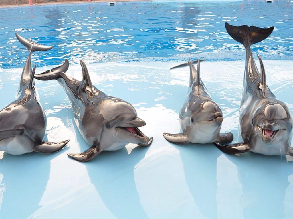 Dolphine show
