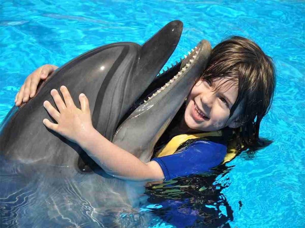 Dolphin show & Swimming with dolphin