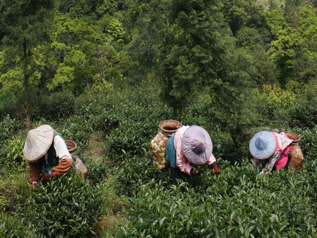 Pinglin Tea Culture and Maokong - Full-day Tour
