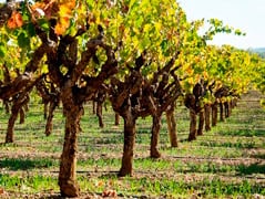 Sonoma County Wine Tour