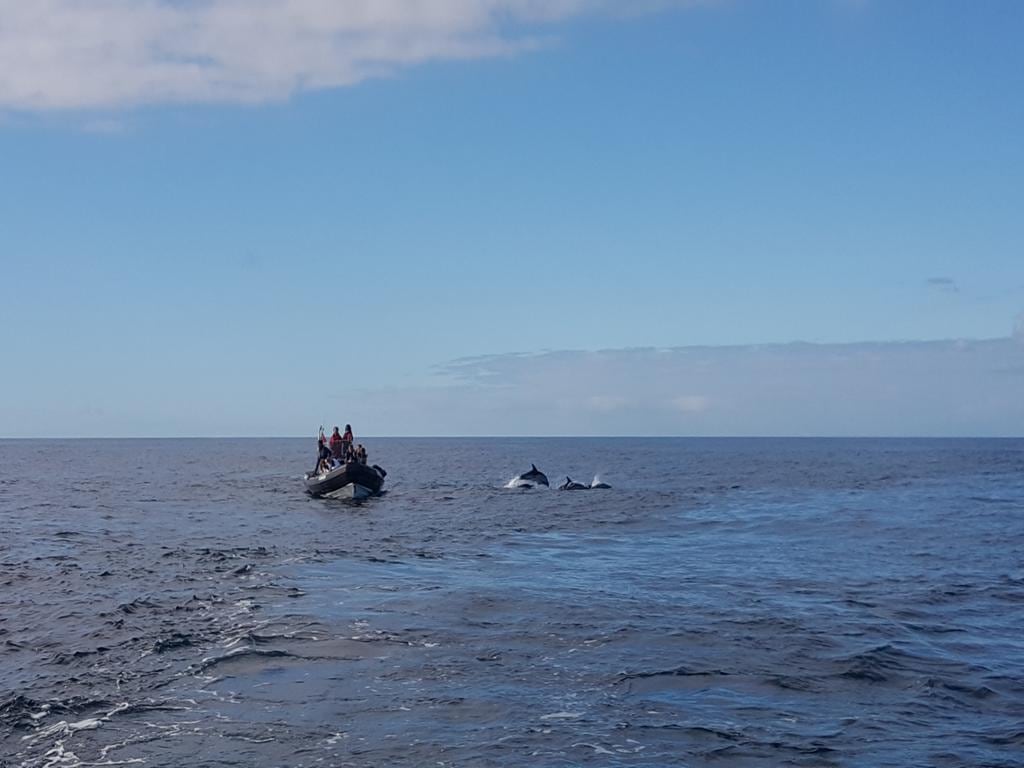 Dolphin Watching Private Tour